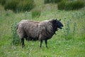 Mellon Udrigle, Scotland: A Shetland sheep on a farm on the west coast of Scotland